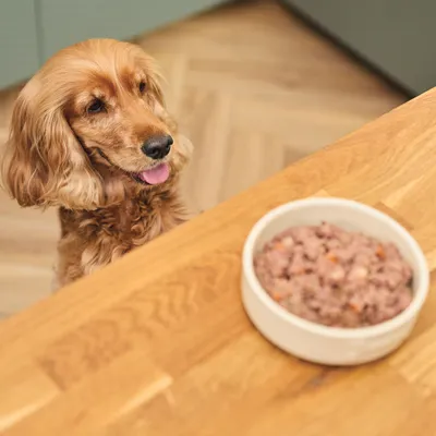 Cão castanho de pelo comprido junto a uma tigela branca com comida húmida para cão em cima de uma mesa de madeira.