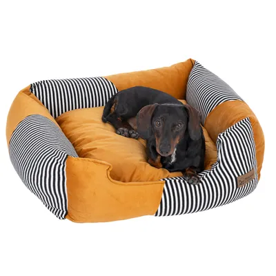 Hund liegt in einem gestreiften und orangefarbenen Hundebett mit gepolsterten Seitenwänden.