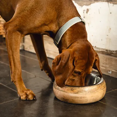Hund frisst aus einem Futternapf mit Holzoptik und Edelstahl-Innenschale. Napf trägt die Gravur 'Designed by Lotte'.