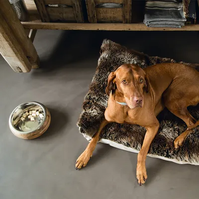 Hund liegt auf einem braunen, flauschigen Hundebett neben einem Napf mit Leckerlis.