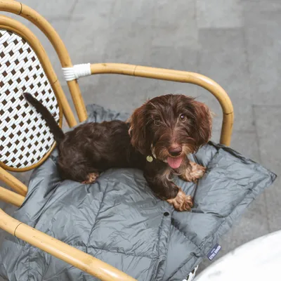 Hund sitzt auf einer grauen, gepolsterten Decke auf einem Stuhl. Produkt zeigt eine tragbare Hundedecke mit Steppdesign.