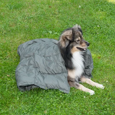 Hund liegt auf grünem Rasen, teilweise mit einer grauen Decke bedeckt.