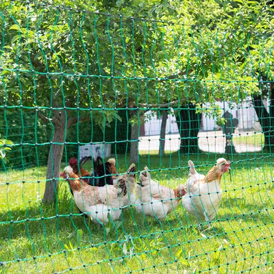 Grünes Netzgehege im Garten mit Hühnern, geeignet zur Abgrenzung von Freilaufbereichen.