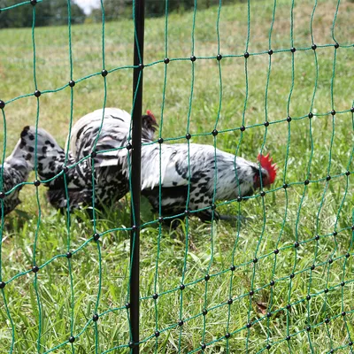 Grünes Netzgeflecht mit schwarzen Knoten, im Hintergrund Hühner auf einer Wiese.