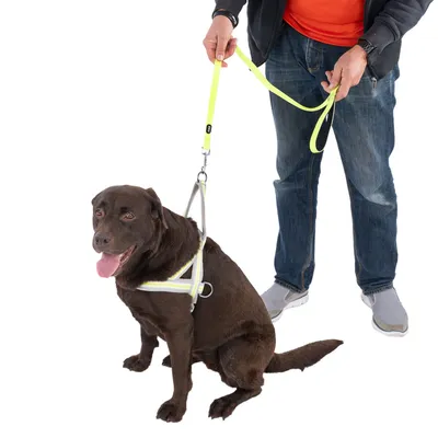 Brown dog with reflective harness and yellow lead, held by a person. Demonstration of harness and lead use.