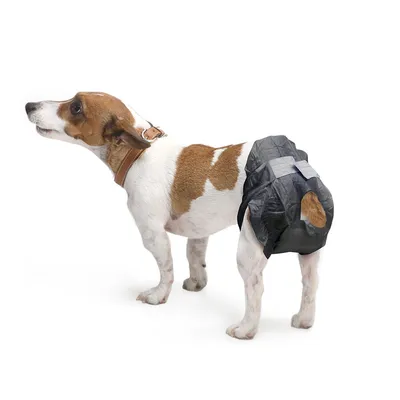 Dog with brown and white fur wearing a black dog nappy with Velcro fastener and tail opening.