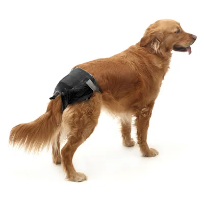 Dog wearing black dog nappy with hook-and-loop fastener, suitable for incontinence or being in season.