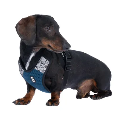 Dackel trägt ein blaues Hundegeschirr mit floralem Muster und schwarzem Gurt. Sichtbar ist das Logo 'EGX' auf dem Geschirr.