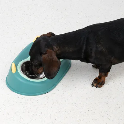 Dog drinking from a green bowl with yellow accents. Product shows the use of a drinking bowl for pets.