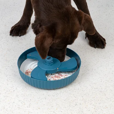 Barna kutya eszik egy kék, több rekeszes interaktív etetőtálból, amely elősegíti a lassú evést.