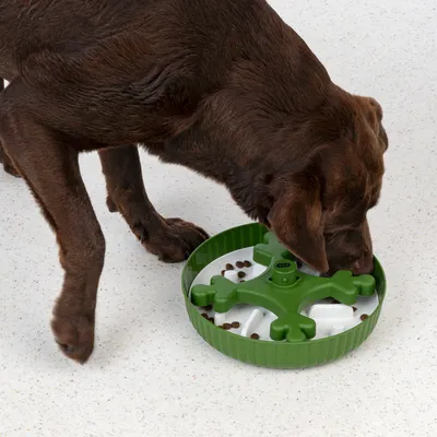 Dog eating from a green anti-gulp bowl with bone-shaped obstacles that promote slow eating.