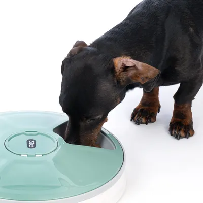 Dog eating from a green food dispenser with multiple openings. Product demonstrates use of dispenser for pets.