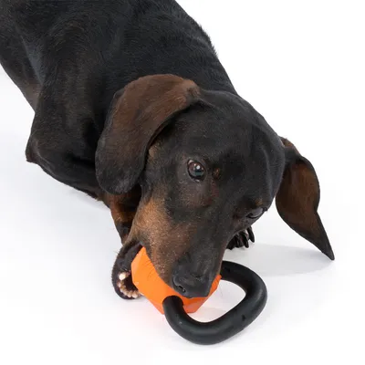 Hund leger med orange-sort tyggelegetøj formet som en håndvægt. Viser produktanvendelse til kæledyr.