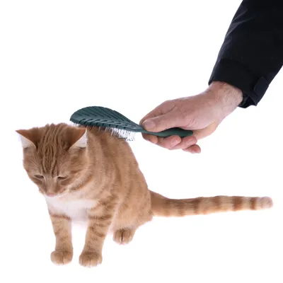 Hand bürstet das Fell einer orangefarbenen Katze mit einer grünen Bürste. Demonstration der Fellpflege mit dem Produkt.