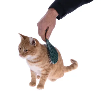 Hand bürstet orangefarbene Katze mit grüner Bürste, zeigt Anwendung des Produkts zur Fellpflege.