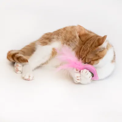 Chat roux et blanc jouant avec un jouet en forme de souris rose à plumes roses, sur fond blanc.