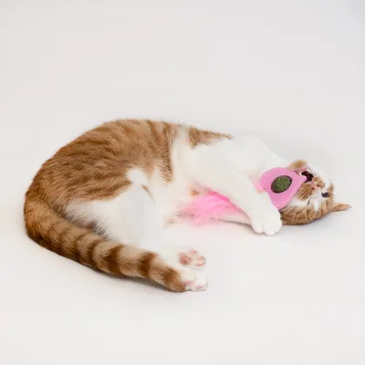 Chat roux et blanc allongé, tenant un jouet en tissu rose avec plume rose. Jouet de taille moyenne visible dans les pattes du chat.