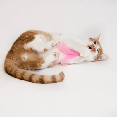 Chat roux et blanc allongé sur le côté, tenant un jouet à plume rose entre ses pattes avant. Jouet pour chat visible, sans marque apparente.