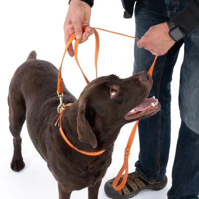 Brauner Hund mit orangefarbener Leine und Halsband, gehalten von einer Person. Demonstration der Nutzung des Produkts.