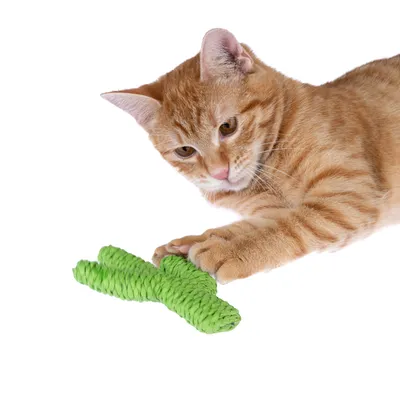 Red tomcat playing with green braided rope toy. Suitable for interactive play and activity.