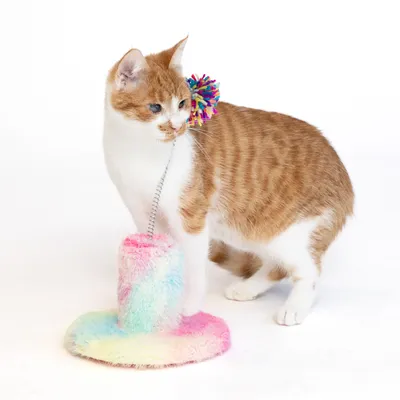 Braun-weisse Katze spielt mit einem bunten Spielzeug aus Plüsch und einer Feder. Das Spielzeug hat eine runde Basis und einen farbigen Pompon oben.