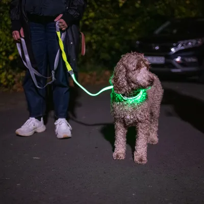 Hund mit leuchtendem grünen Halsband und Leine bei Nacht, geführt von einer Person. Sichtbarkeit im Dunkeln durch LED-Halsband.