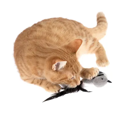 Rote Katze spielt mit einem grauen Stoffspielzeug in Vogeloptik, verziert mit schwarzen Federn.