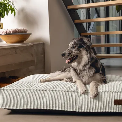 Hund ligger på en stribet, lysegrå hundepude i et moderne opholdsrum. Pude med brunt lædermærke på siden.