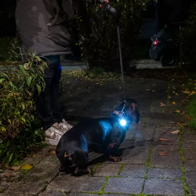 Petit chien en laisse avec une lumière LED attachée à son collier, promené de nuit sur un trottoir par une personne partiellement visible.