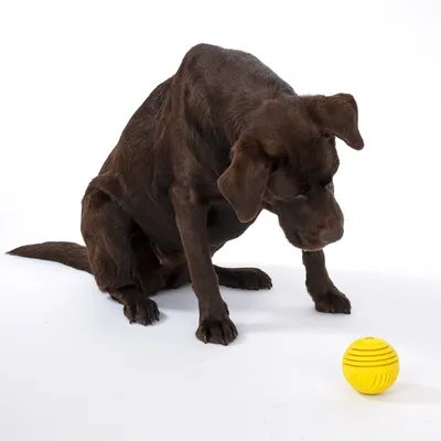 Chien marron assis regardant une balle jaune texturée posée au sol, démonstration d’un jouet pour chien