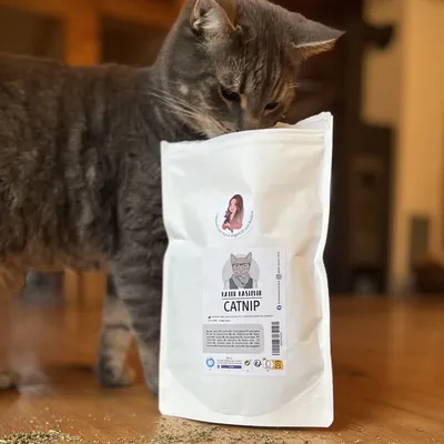 Chat gris à côté d’un sachet blanc marqué « Kater Kasimir Catnip » avec illustration de chat et photo d’une femme sur l’étiquette. Herbe à chat visible au sol devant le sachet.
