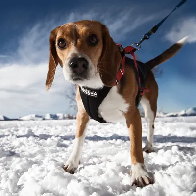 Cane con pettorina Neewa e guinzaglio rosso sulla neve. La pettorina mostra il marchio 'Neewa'.