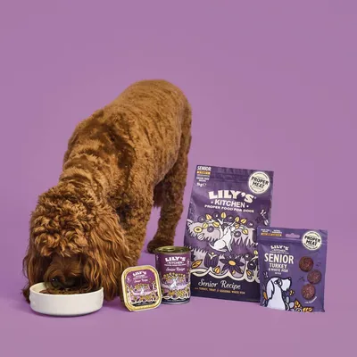 Dog eating from a bowl next to Lily's Kitchen Senior Recipe pet food products, including dry food, wet food tray, tin and treats, all labelled for senior pets.