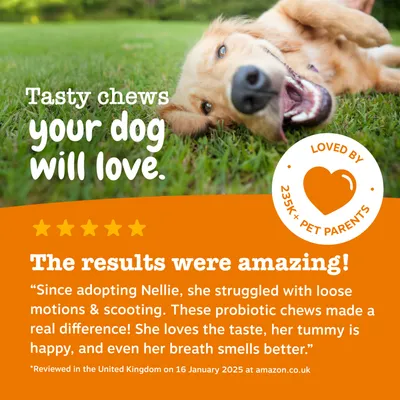 Zesty Paws Probiotic Chews potiron pour chien - 50 bouchées à mâcher Zesty Paws Probiotic Chews potiron pour chien - 50 bouchées à mâcher