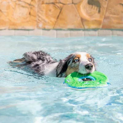 Hond in het water met groen drijvend speelgoed in de bek.