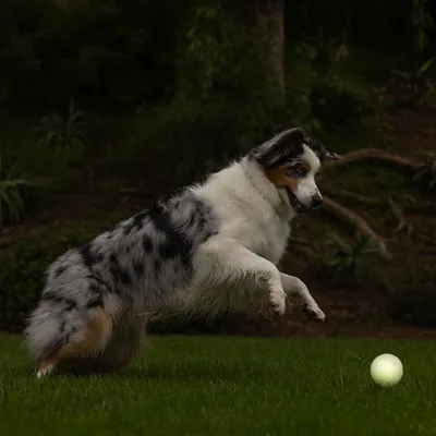 Chien de taille moyenne à poil long, robe blanche et grise tachetée, en train de sauter sur une balle lumineuse posée sur l’herbe dans un jardin.