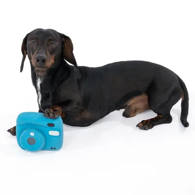 Pes z modro igračo v obliki fotoaparata. Izdelek prikazuje uporabo s hišnimi ljubljenčki.