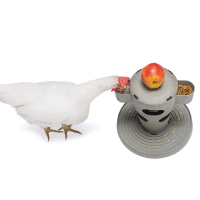 Gallina comiendo de un dispensador de comida gris con varios compartimentos, uno con granos y otro con gusanos de la harina. Una manzana roja está encima del dispensador.