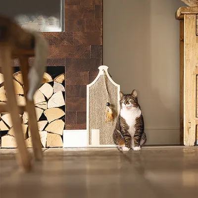 Rascador de sisal con juguete colgante, colocado junto a una pared. Gato sentado al lado mirando hacia arriba.