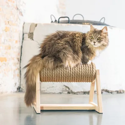 Chat à poils longs assis sur un griffoir cylindrique en corde avec support en bois, posé au sol dans une pièce lumineuse.