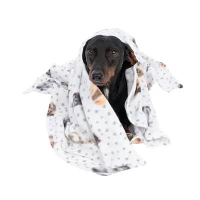Chien noir et feu enveloppé dans une couverture en polaire blanche à motifs de taches grises et images de chiens, sur fond blanc.