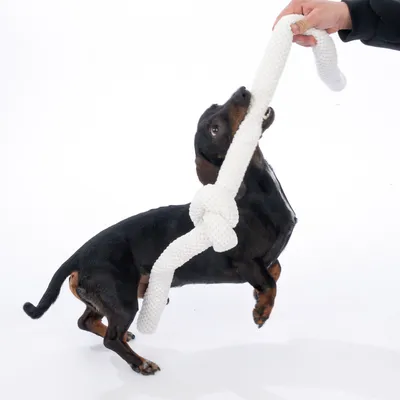 Chien noir jouant avec une corde blanche à nœud tenue par une main humaine, jouet en corde visible.