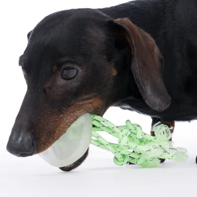 Hund leger med grønt legetøj af reb og plast.