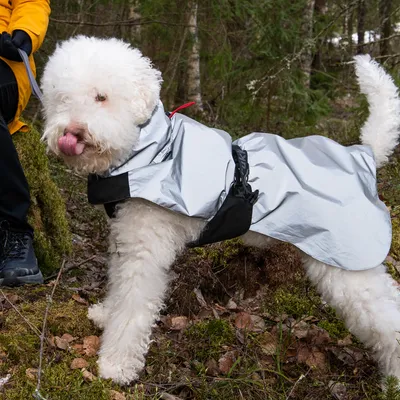 Chien blanc portant un manteau imperméable argenté avec sangle noire, debout en extérieur sur sol forestier. Sangle visible sur le dos, fermeture à clip.