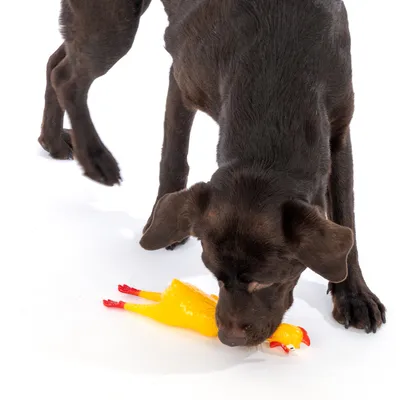 Chien noir reniflant un jouet en forme de poulet jaune avec pattes et bec rouges, posé sur le sol blanc. Jouet en plastique visible.