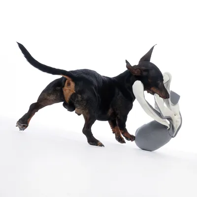 Hund leger med et gråt stoflegetøj. Demonstration af brugen af legetøjet.