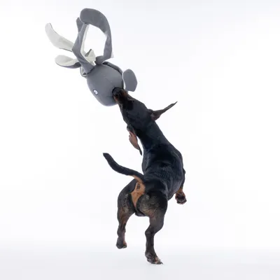 Hund leger med stort plysdyr formet som en grå elg.