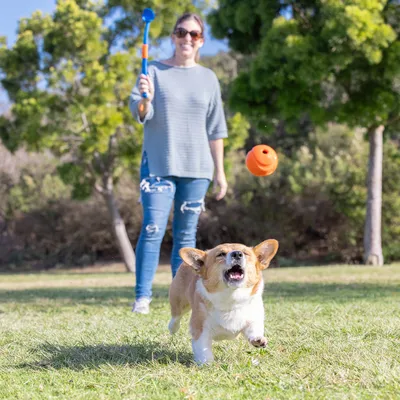 Hund spielt mit einem orangefarbenen Wurfspielzeug, das von einer Person mit einem blauen Wurfstab geworfen wird.