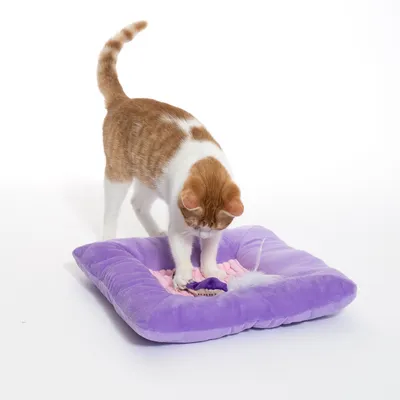 Katze spielt auf einem lila Plüschkissen mit integriertem Spielzeug und Feder. Produkt zeigt Nutzung eines interaktiven Katzenspielkissens.