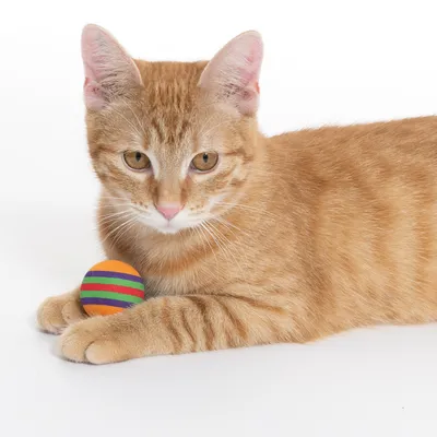 Gato naranja con pelota de juego de tela a rayas. El producto muestra el uso de un juguete para gatos.